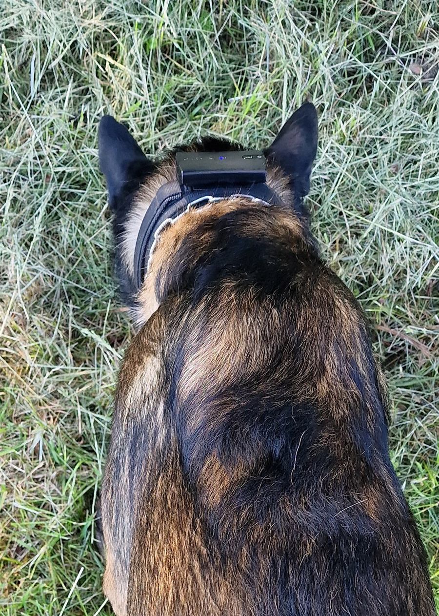 Externer GPS-Empfänger am Halsband eines Malinois während der Fährtenarbeit